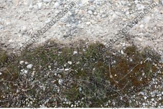 Photo Texture of Groundplants 0003